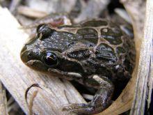 Spotted Marsh Frog Spotted Marsh Frog