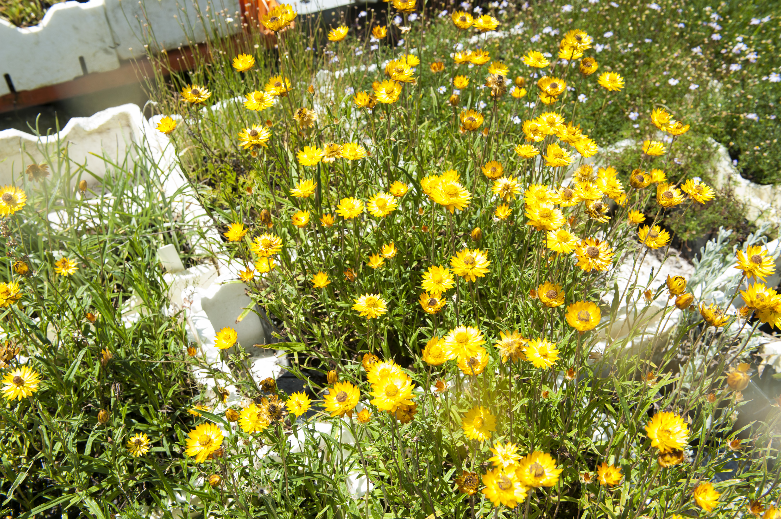 Xerochrysum viscosum Xerochrysum viscosum